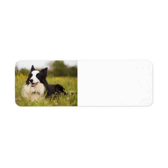 border collie in wildflowers (Front)
