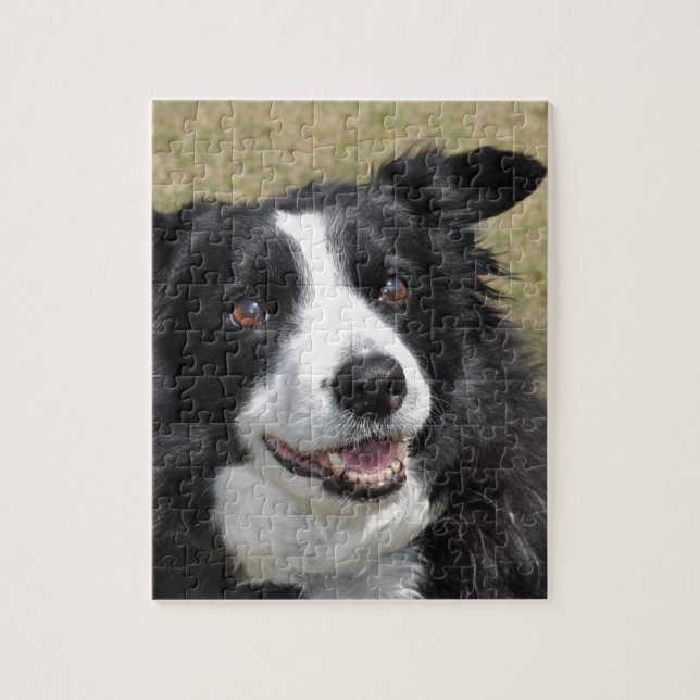 Border Collie Jigsaw Puzzle (Vertical)