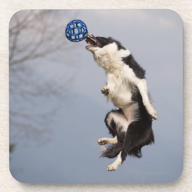 Border Collie just before catching the ball high Coaster (Front)