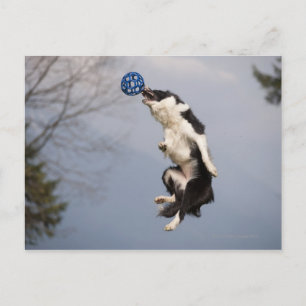 Border Collie just before catching the ball high Postcard