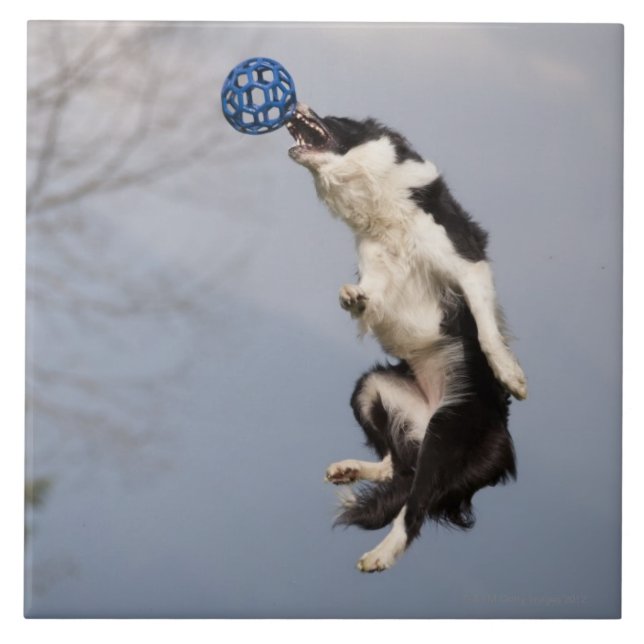 Border Collie just before catching the ball high Tile (Front)