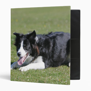 Border Collie Laying Down Binder