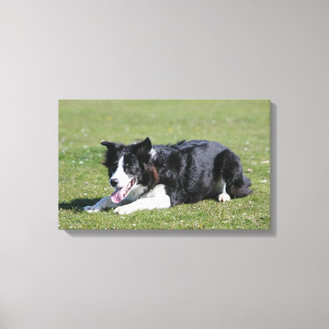 Border Collie Laying Down Canvas Print (Front)