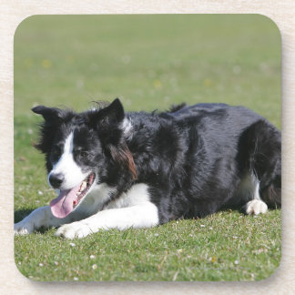 Border Collie Laying Down Coaster