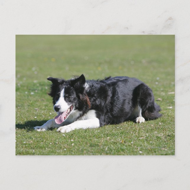 Border Collie Laying Down Postcard (Front)