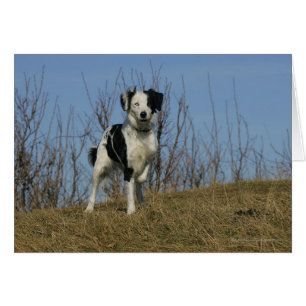 Border Collie Leg Raised