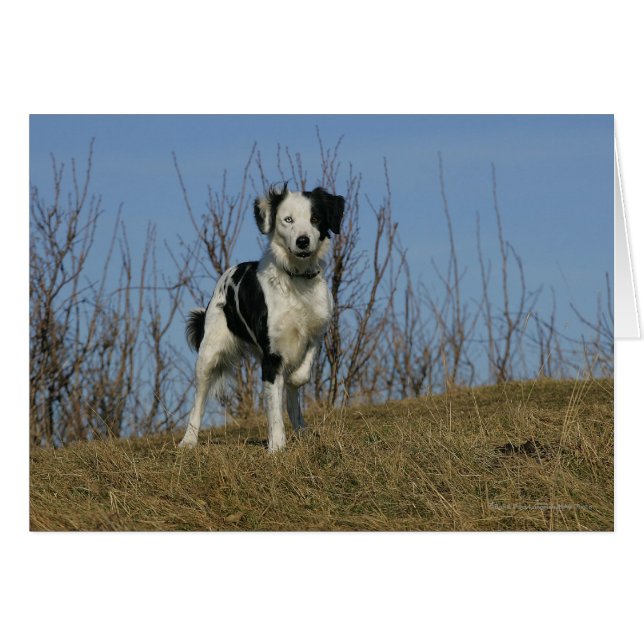 Border Collie Leg Raised (Front Horizontal)