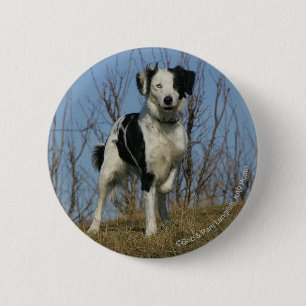 Border Collie Leg Raised 2 Inch Round Button