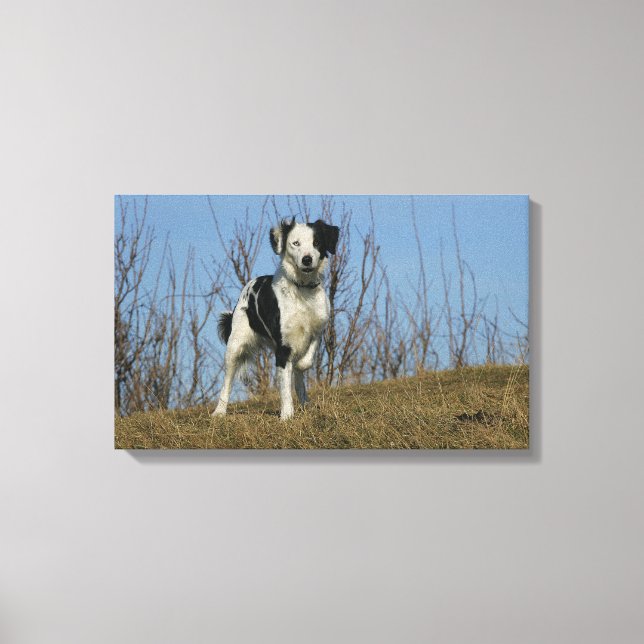 Border Collie Leg Raised Canvas Print (Front)