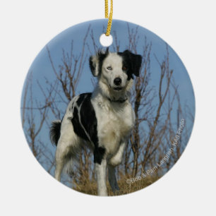 Border Collie Leg Raised Ceramic Ornament