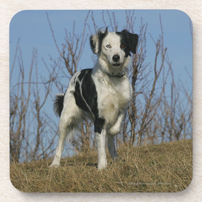 Border Collie Leg Raised Coaster (Front)