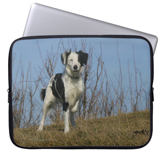 Border Collie Leg Raised Laptop Sleeve (Front)
