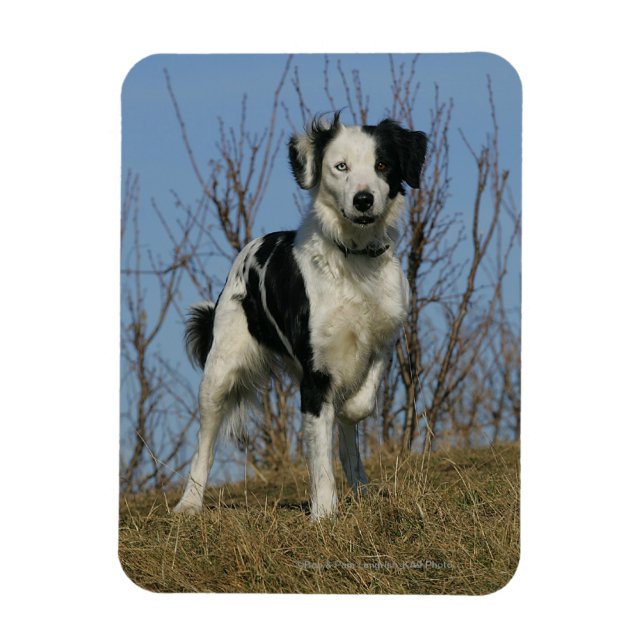 Border Collie Leg Raised Magnet (Vertical)