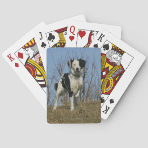 Border Collie Leg Raised Playing Cards