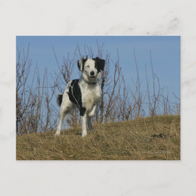 Border Collie Leg Raised Postcard (Front)