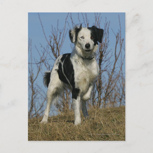 Border Collie Leg Raised Postcard (Front)