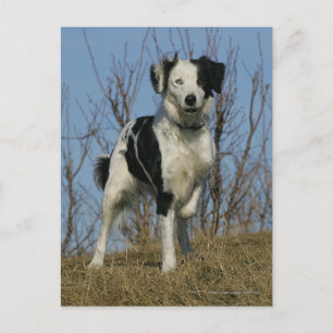 Border Collie Leg Raised Postcard