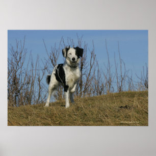 Border Collie Leg Raised Poster