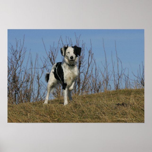 Border Collie Leg Raised Poster (Front)