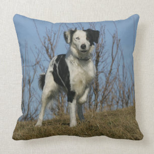 Border Collie Leg Raised Throw Pillow