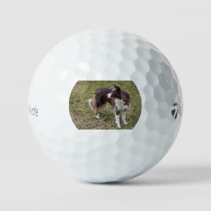 border collie looking back golf balls