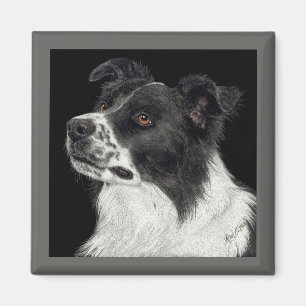 Border Collie Magnet - "Ben"