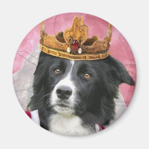 Border Collie Magnet~Queen For A Day Magnet