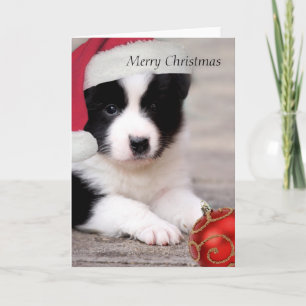 Border Collie - Merry Christmas card