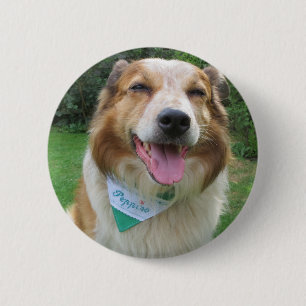 border collie mix 2 inch round button