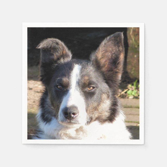 BORDER COLLIE NAPKIN (Front)