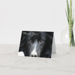 Border collie noir font face au carte de