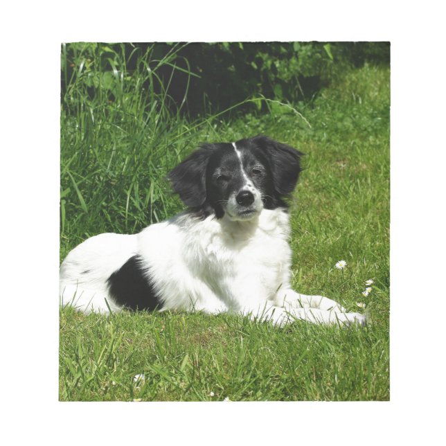 Border Collie Notepad (Front)