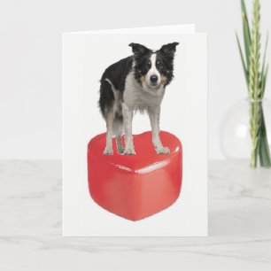 Border Collie On Heart Valentine's Day Card
