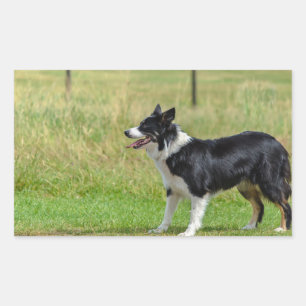 border collie p7 sticker