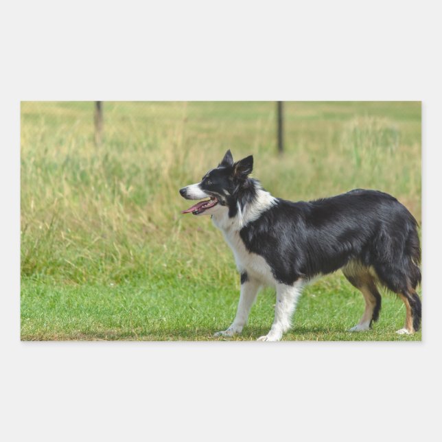 border collie p7 sticker (Front)