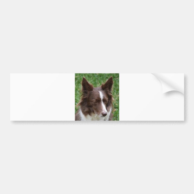 border collie p8 bumper sticker (Front)