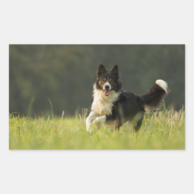 border collie p9 sticker (Front)