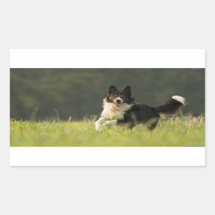 border collie p9 sticker