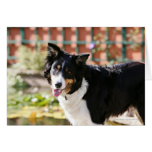 Border Collie Panting 1 (Front Horizontal)