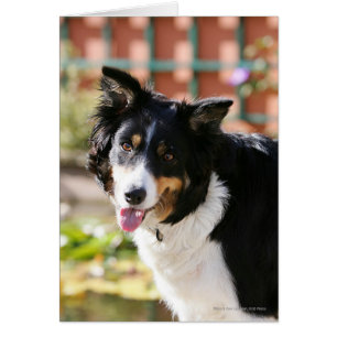 Border Collie Panting 1