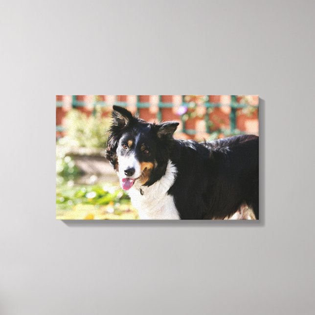 Border Collie Panting 1 Canvas Print (Front)