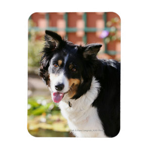 Border Collie Panting 1 Magnet