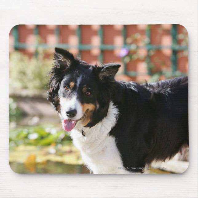 Border Collie Panting 1 Mouse Pad (Front)