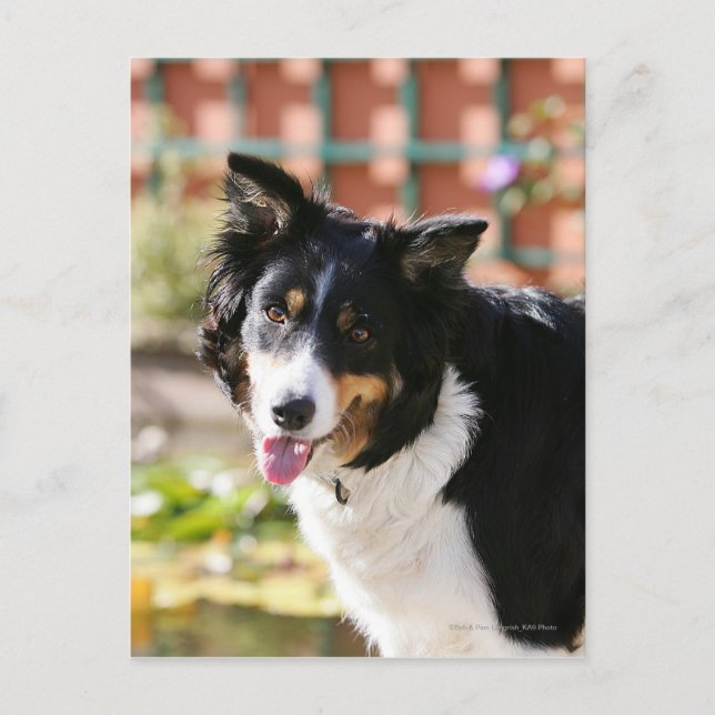 Border Collie Panting 1 Postcard (Front)