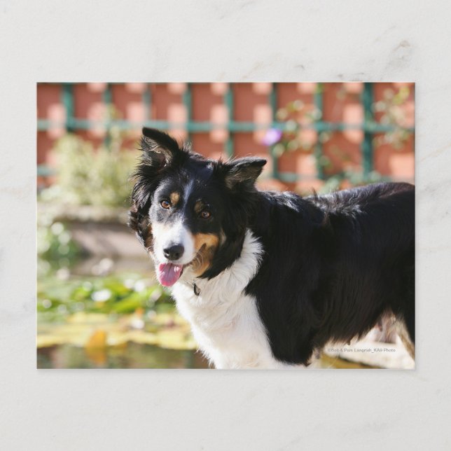 Border Collie Panting 1 Postcard (Front)