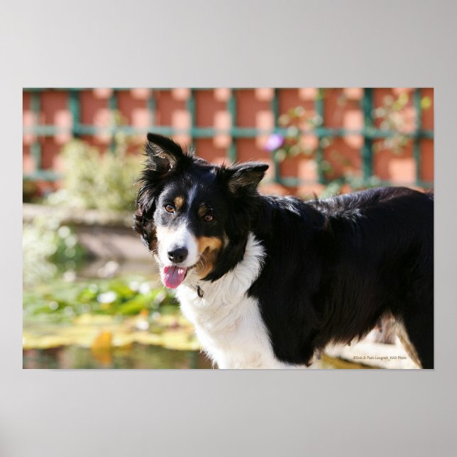 Border Collie Panting 1 Poster (Front)