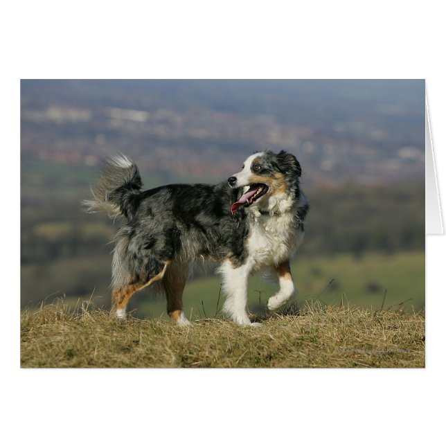Border Collie Panting 2 (Front Horizontal)