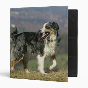 Border Collie Panting 2 Binder