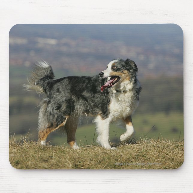 Border Collie Panting 2 Mouse Pad (Front)
