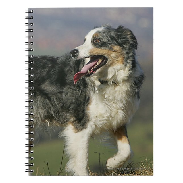 Border Collie Panting 2 Notebook (Front)